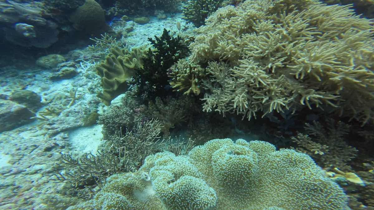 Katipanan Dive Site, Apo Island photo 4