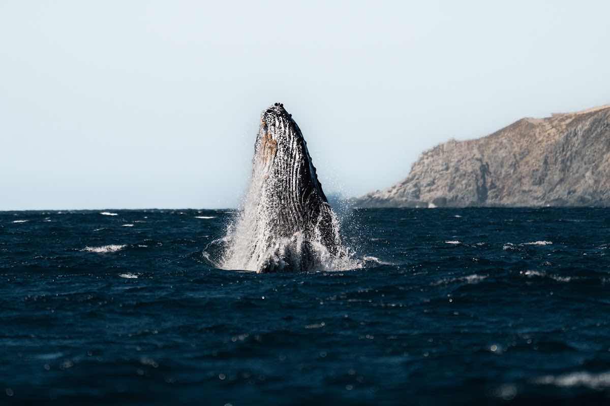 Baja Ocean Extreme photo 1