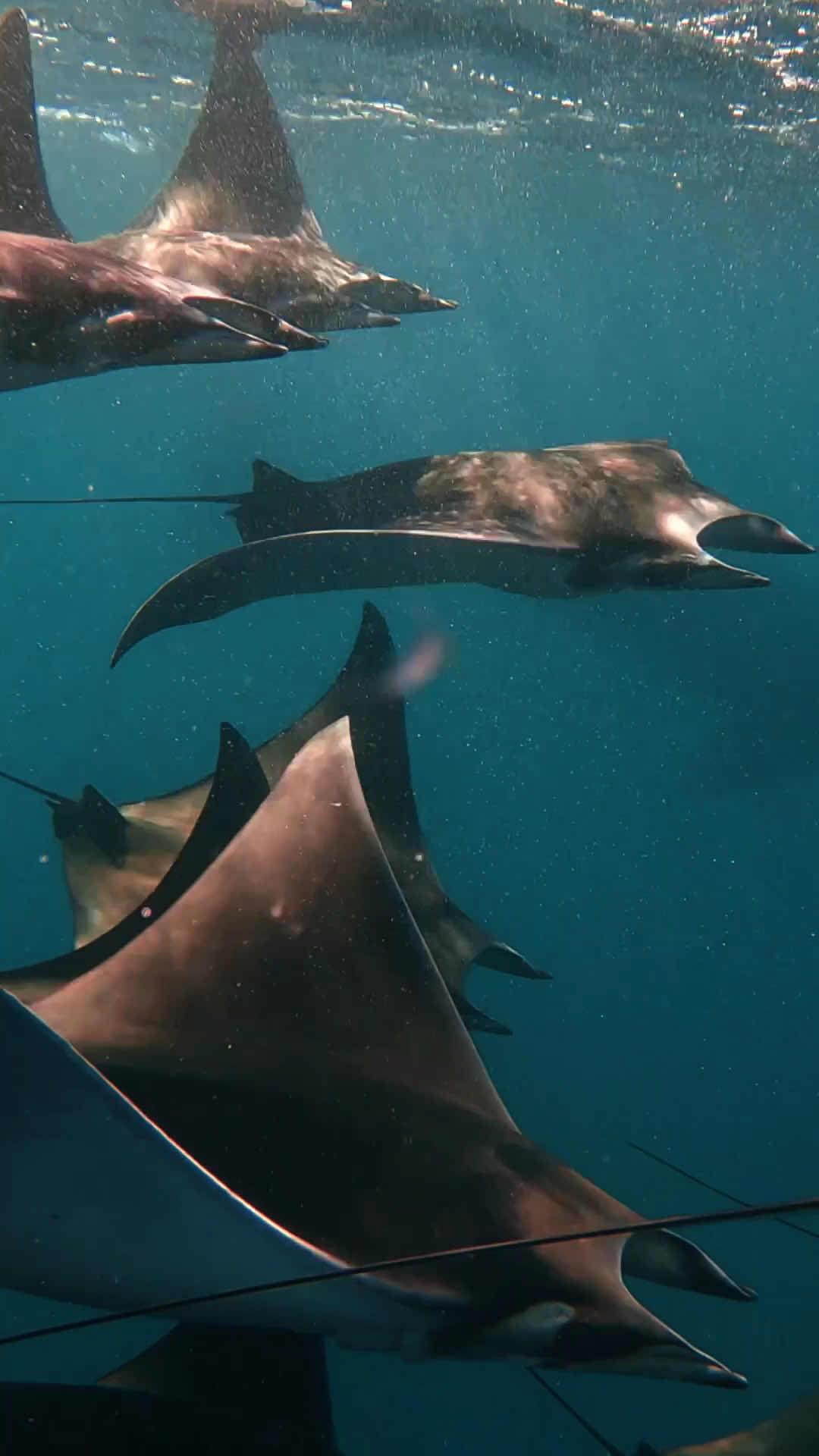 Baja Ocean Extreme photo 4