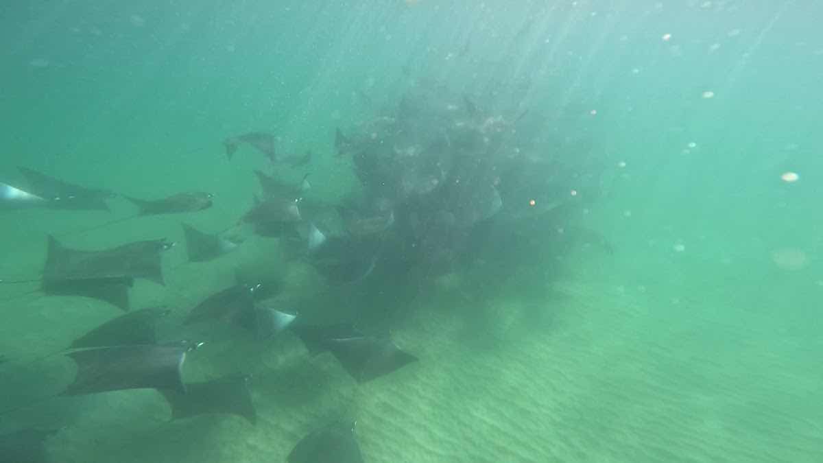 Baja Ocean Extreme photo 6