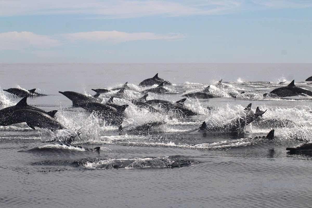 Baja Ocean Extreme photo 8