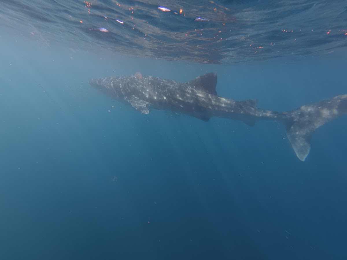 Ningaloo Blue Dive photo 2