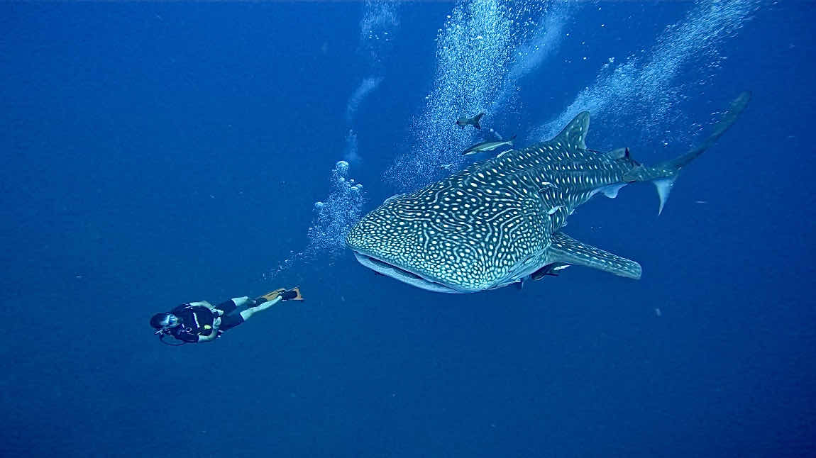 RenYu Diving photo 1