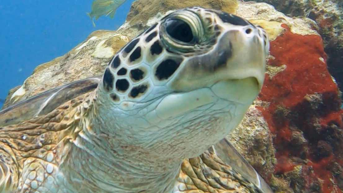 WILD Connection Isla Mujeres photo 1