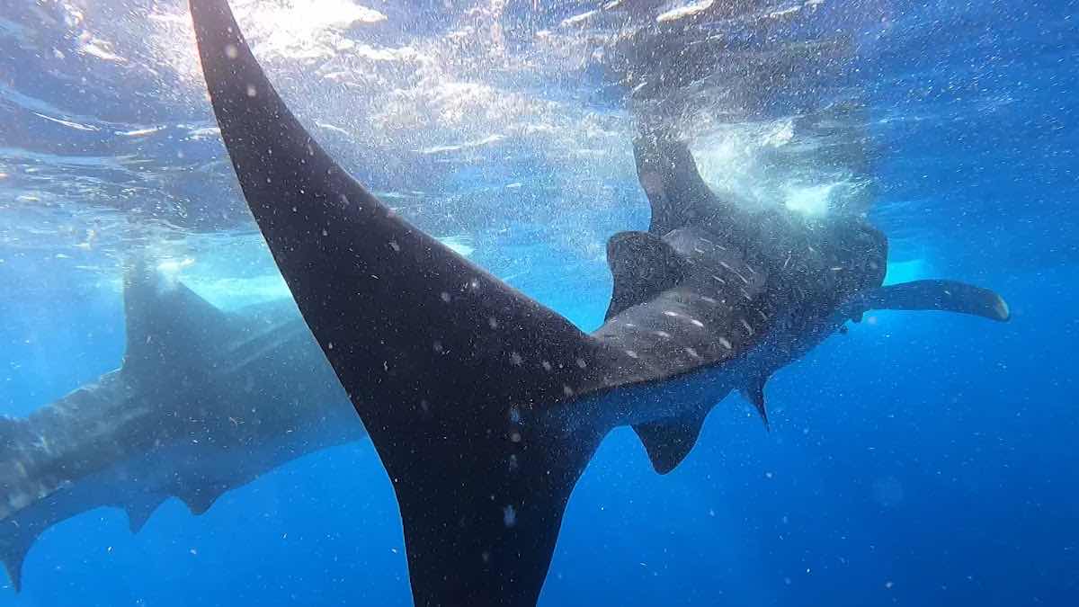 WILD Connection Isla Mujeres photo 2