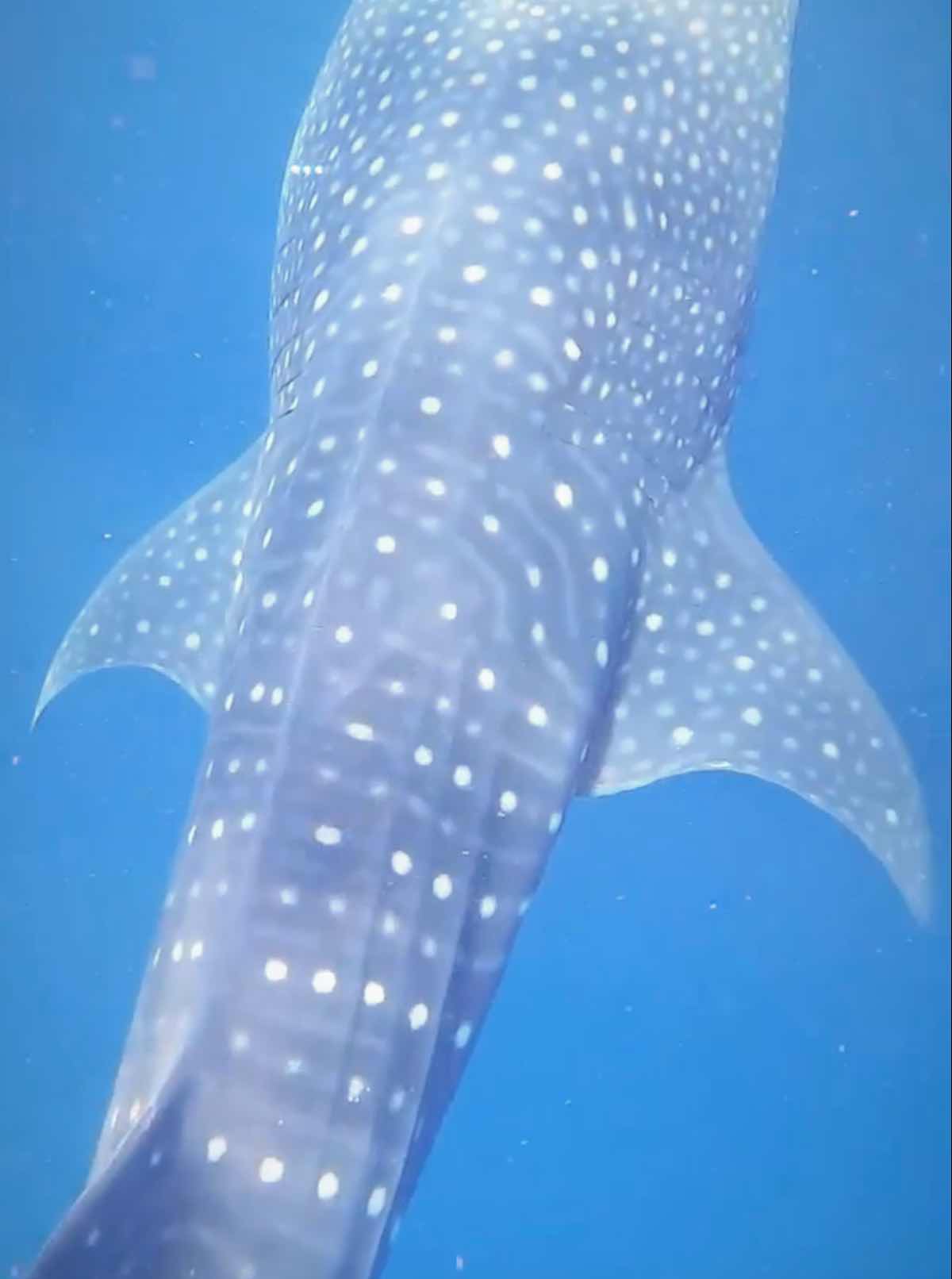 WILD Connection Isla Mujeres photo 8