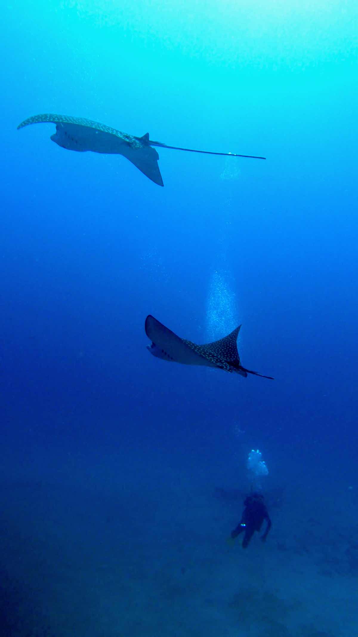 WILD Connection Isla Mujeres photo 9