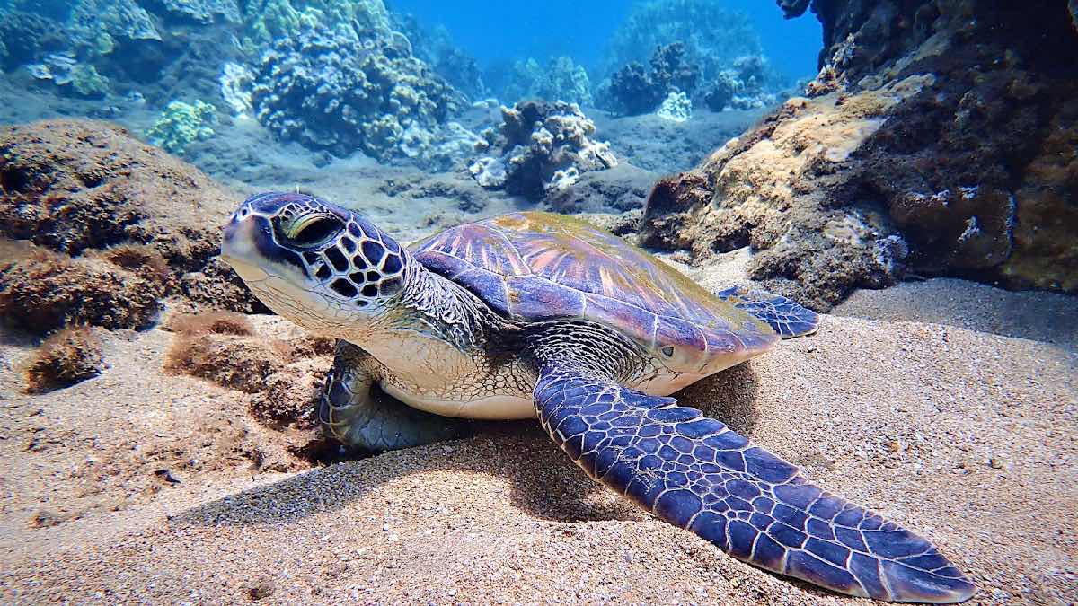 Destination Diving and Snorkel Maui photo 1