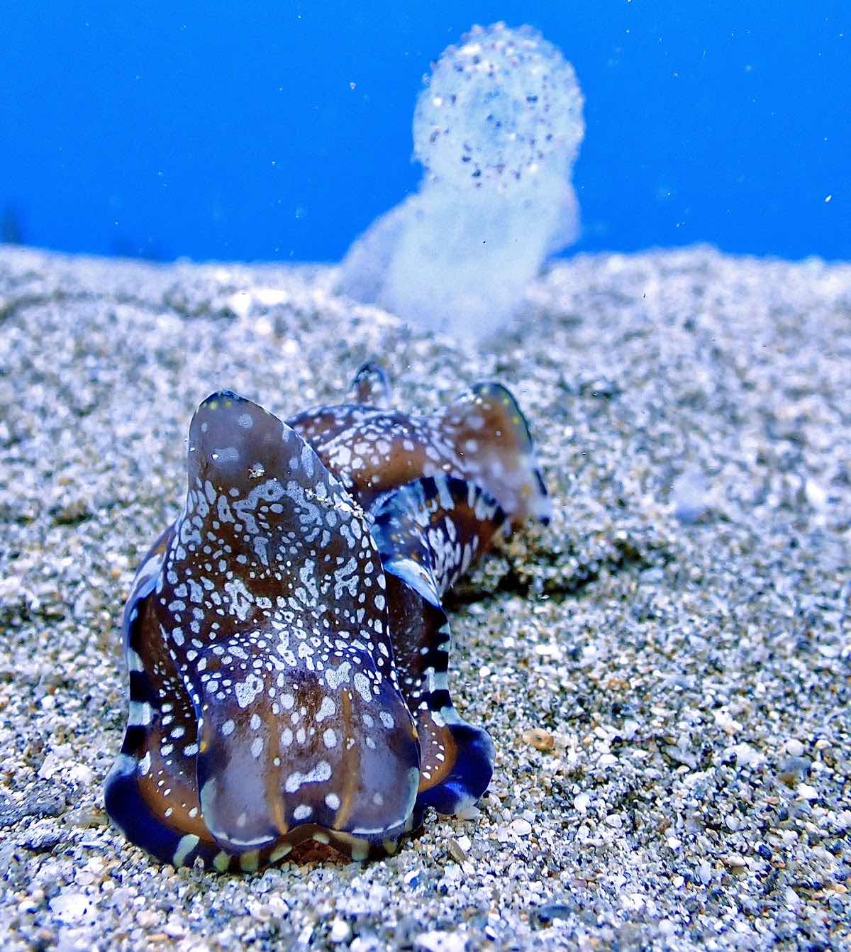Destination Diving and Snorkel Maui photo 2