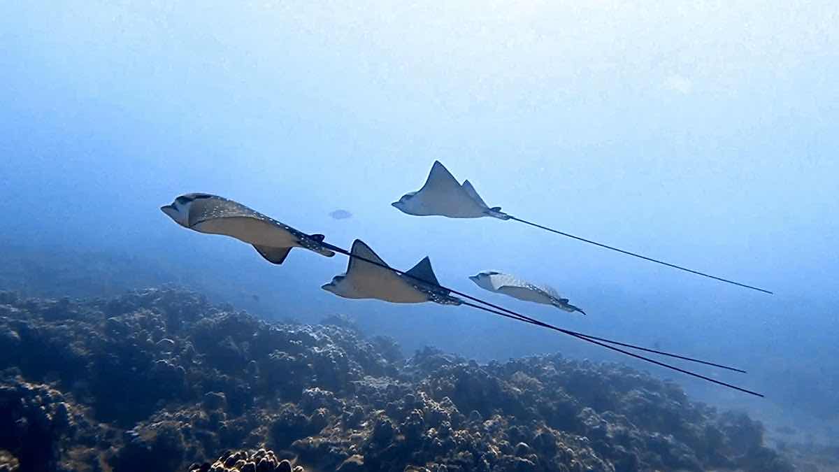 Destination Diving and Snorkel Maui photo 3
