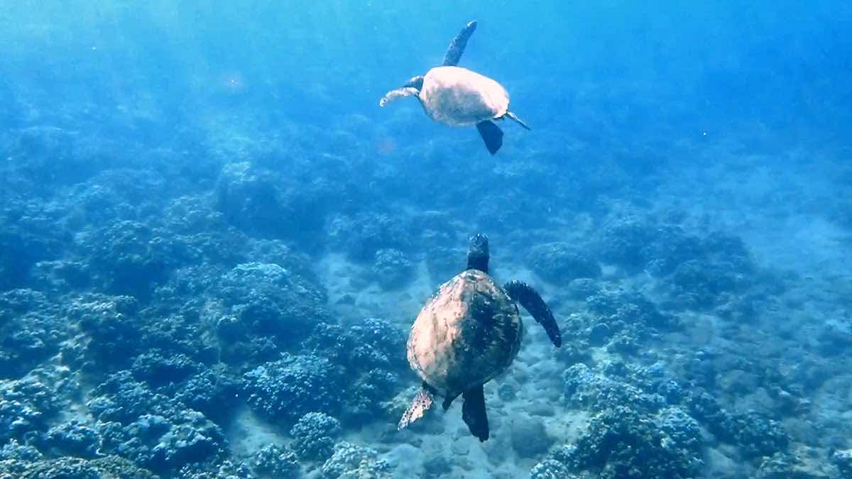Destination Diving and Snorkel Maui photo 4