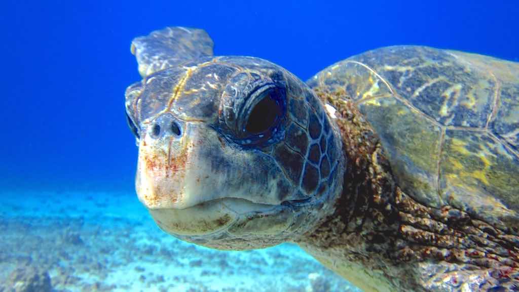 Destination Diving and Snorkel Maui photo 8