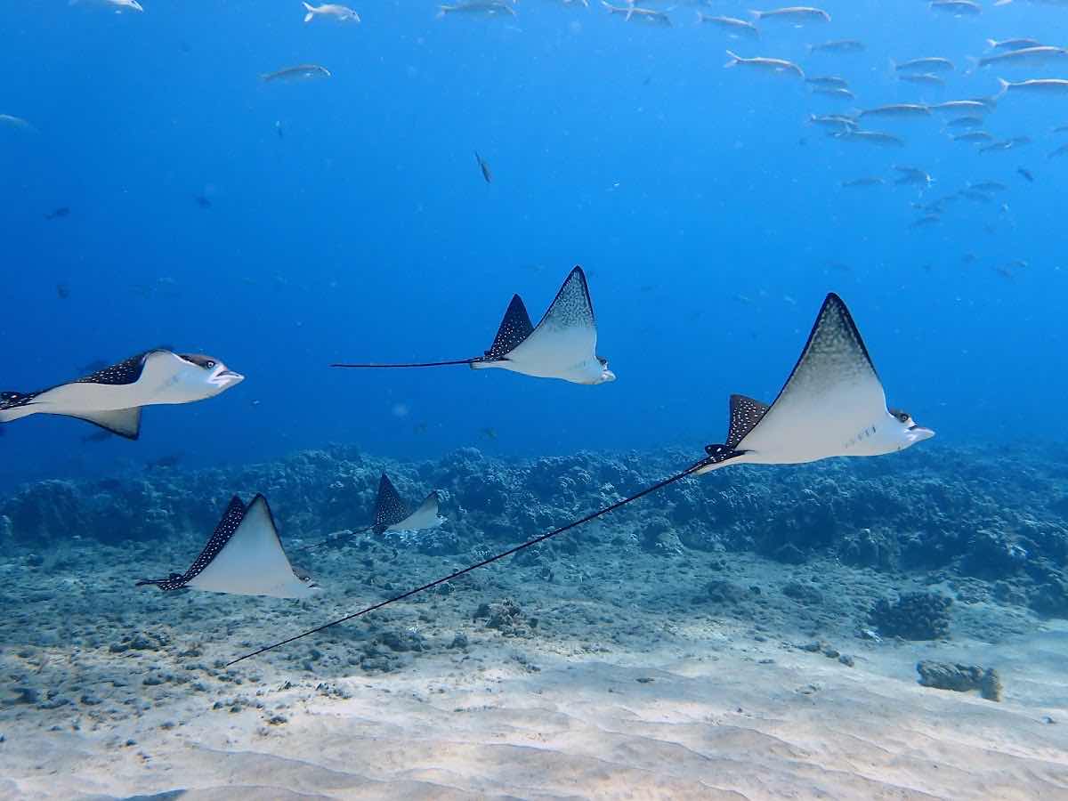 Destination Diving and Snorkel Maui photo 9