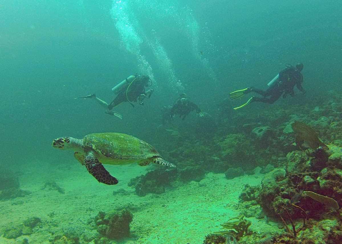 Undersea Tobago photo 2