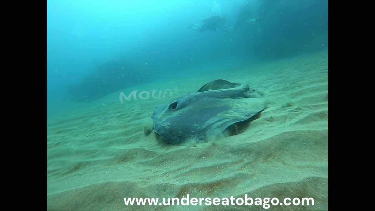 Undersea Tobago photo 3