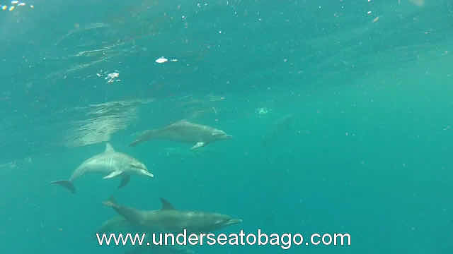 Undersea Tobago photo 9
