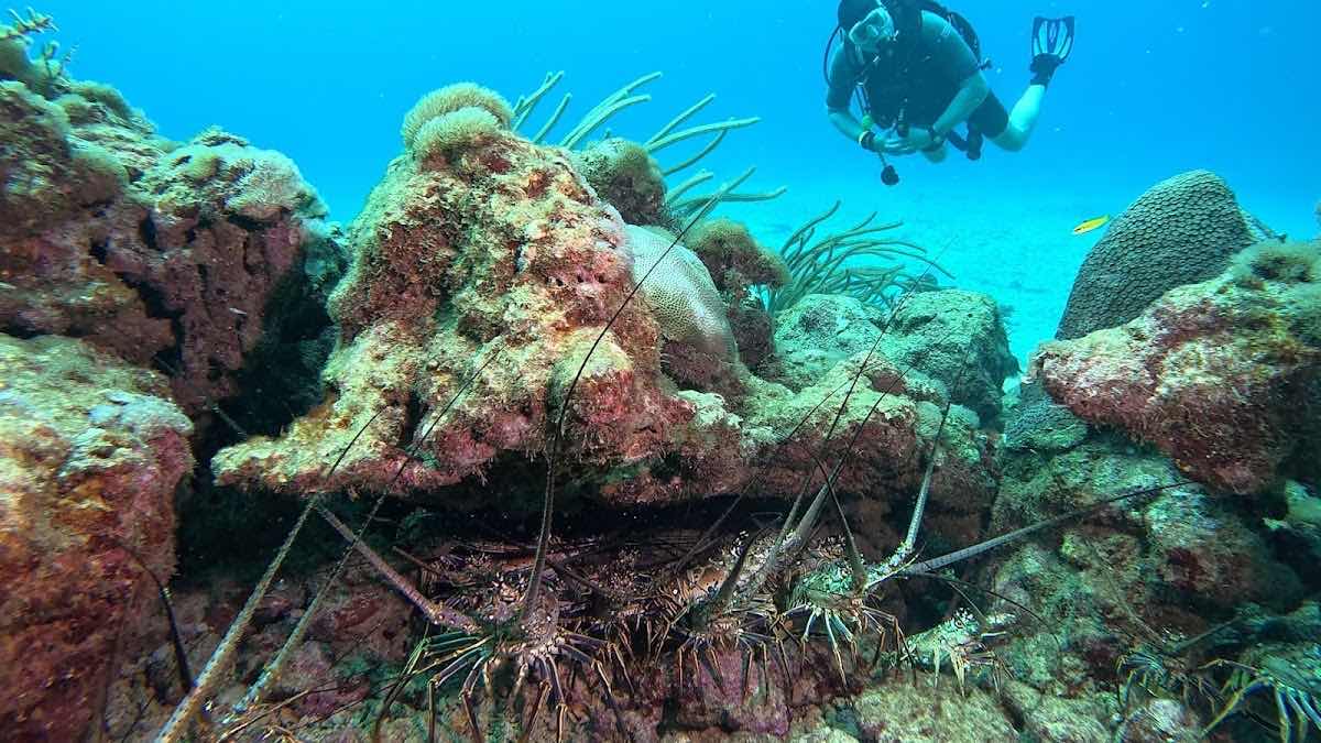 Undersea Tobago photo 10