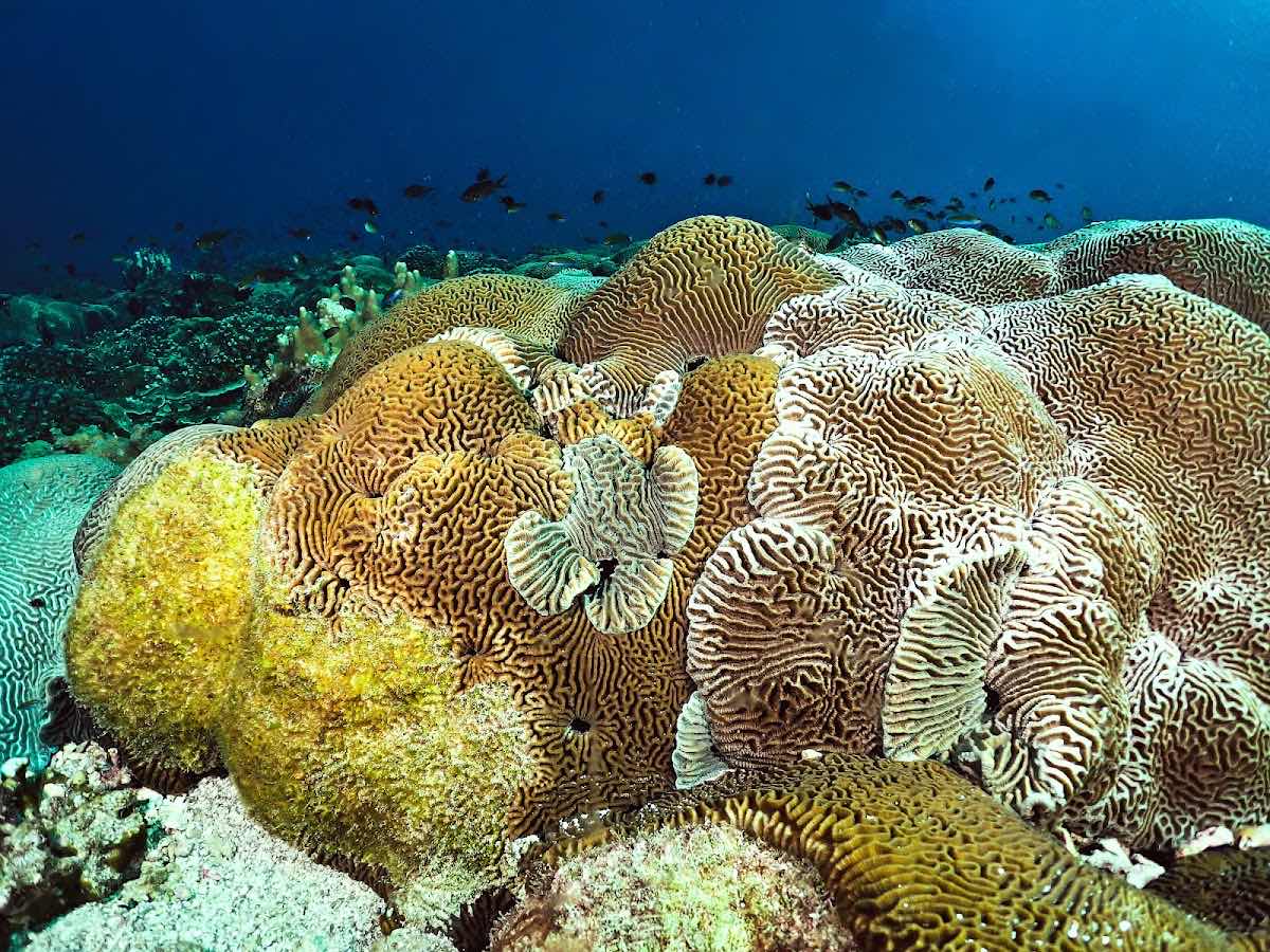 Neptune Dive Centre Musandam photo 4