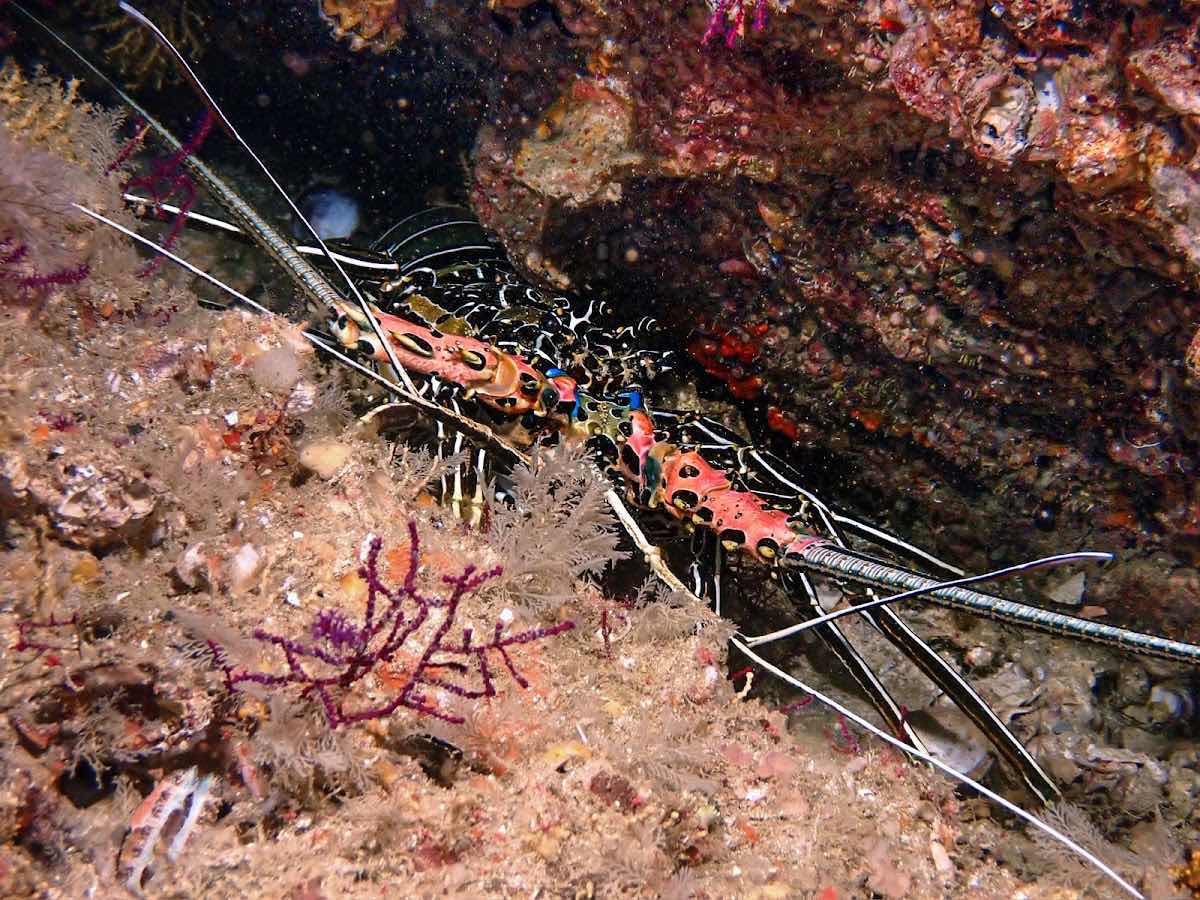 Neptune Dive Centre Musandam photo 5