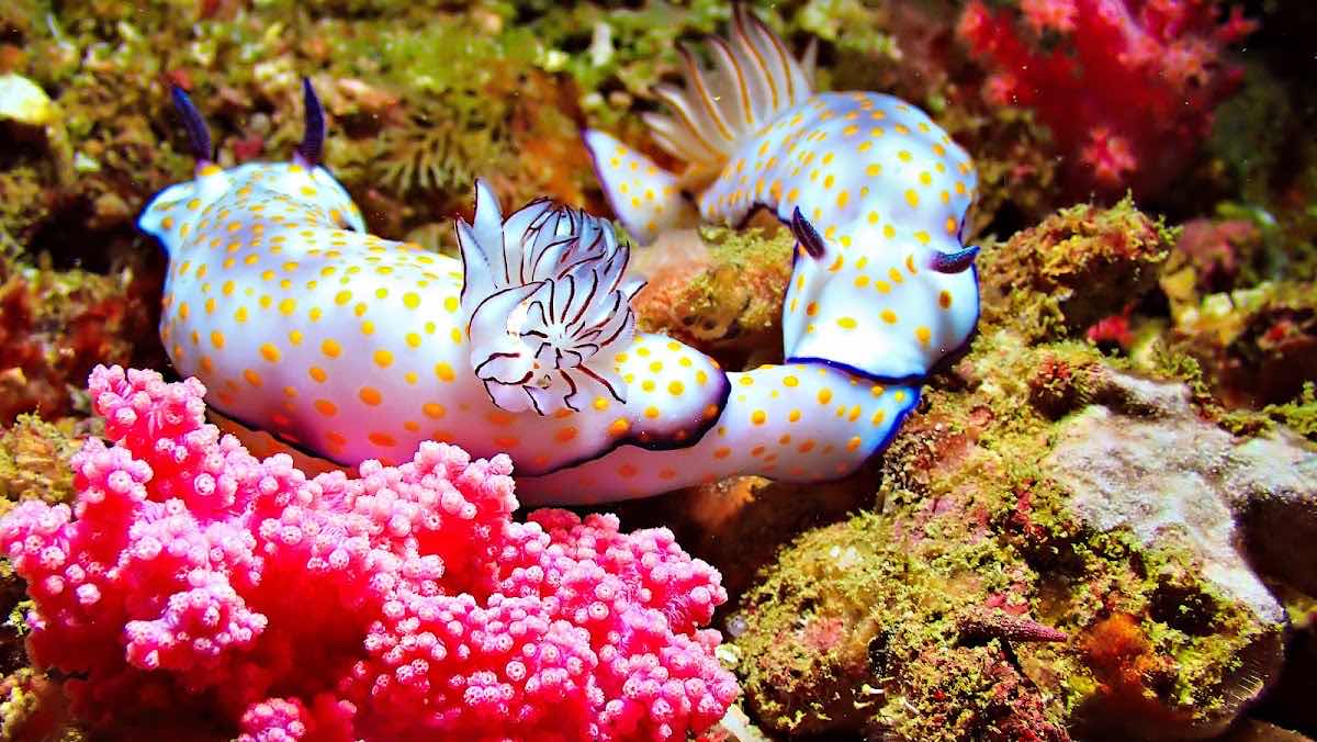 Neptune Dive Centre Musandam photo 6