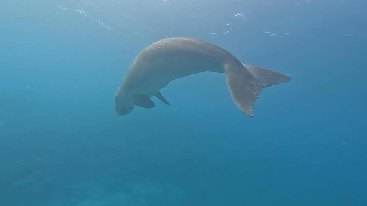 SANTOSH DIVE CLUB photo 3