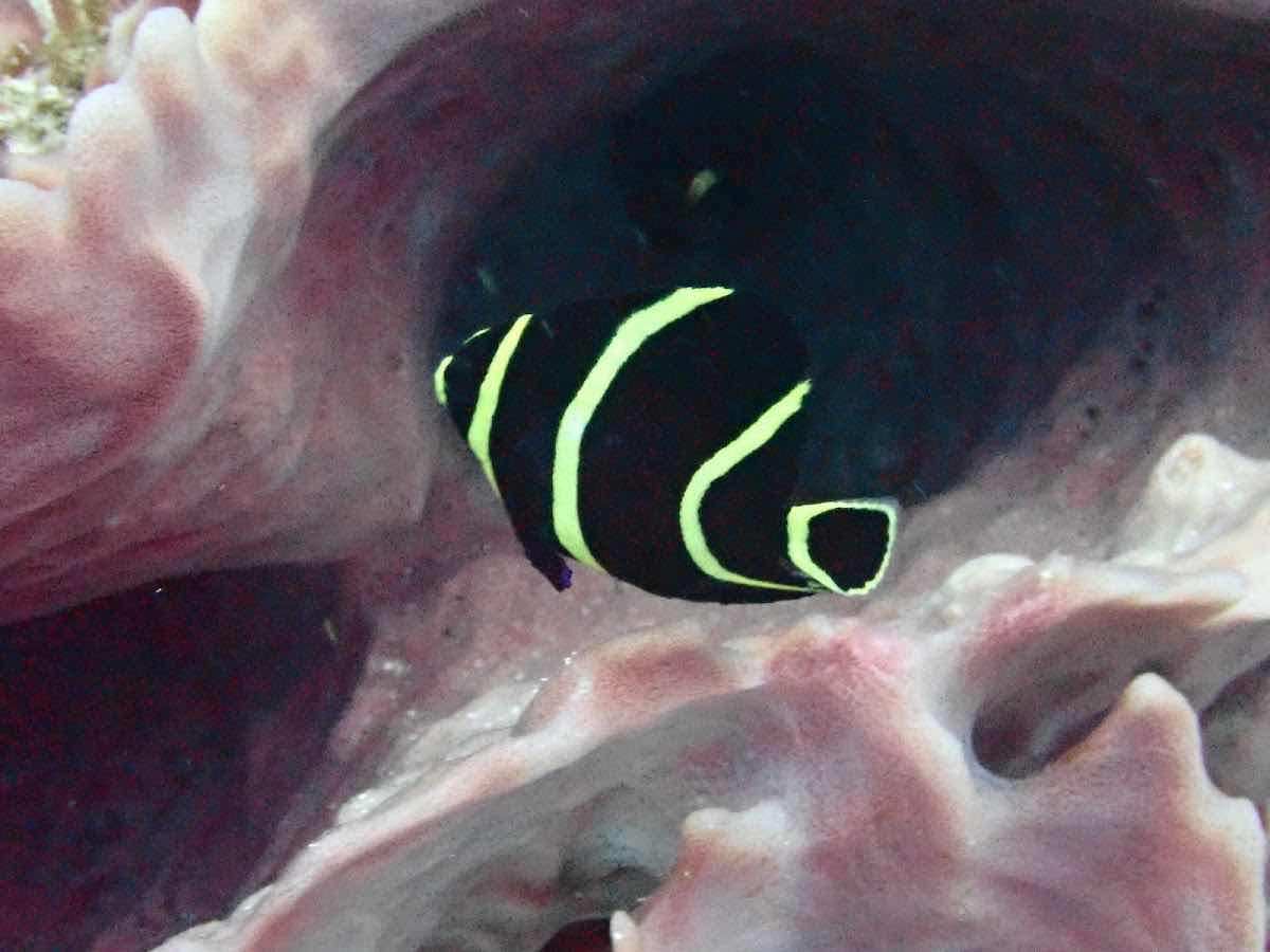 CoKo Divers photo 3