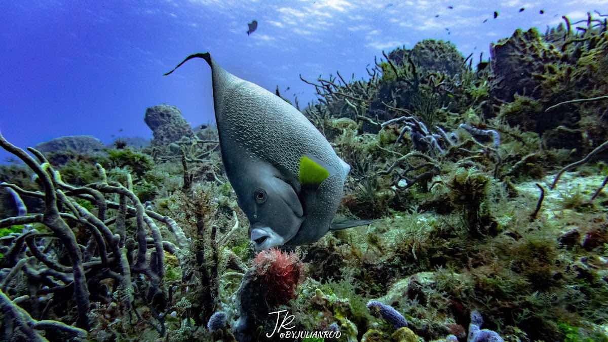 CoKo Divers photo 5