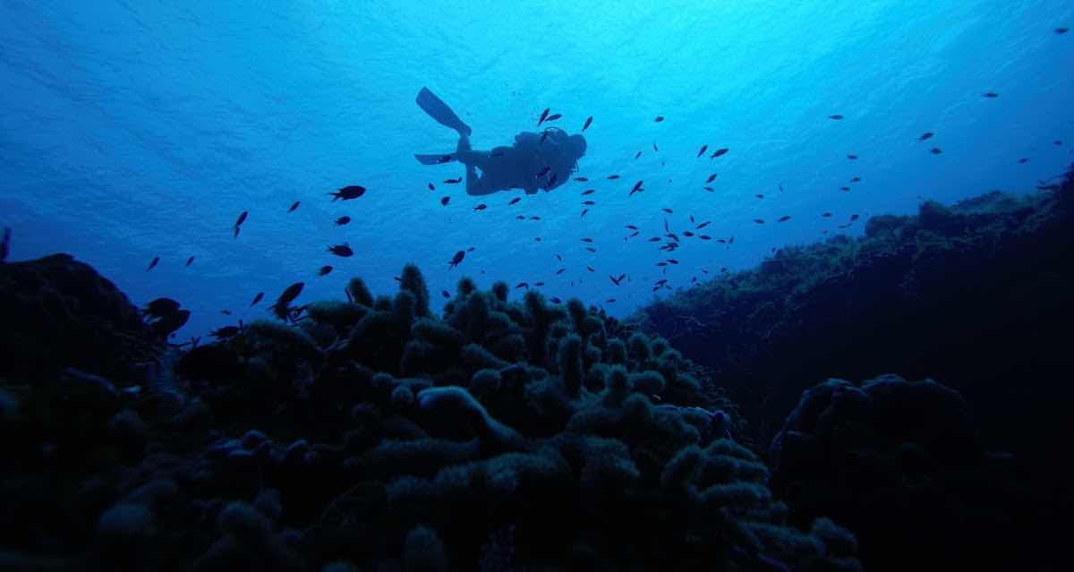 CoKo Divers photo 6