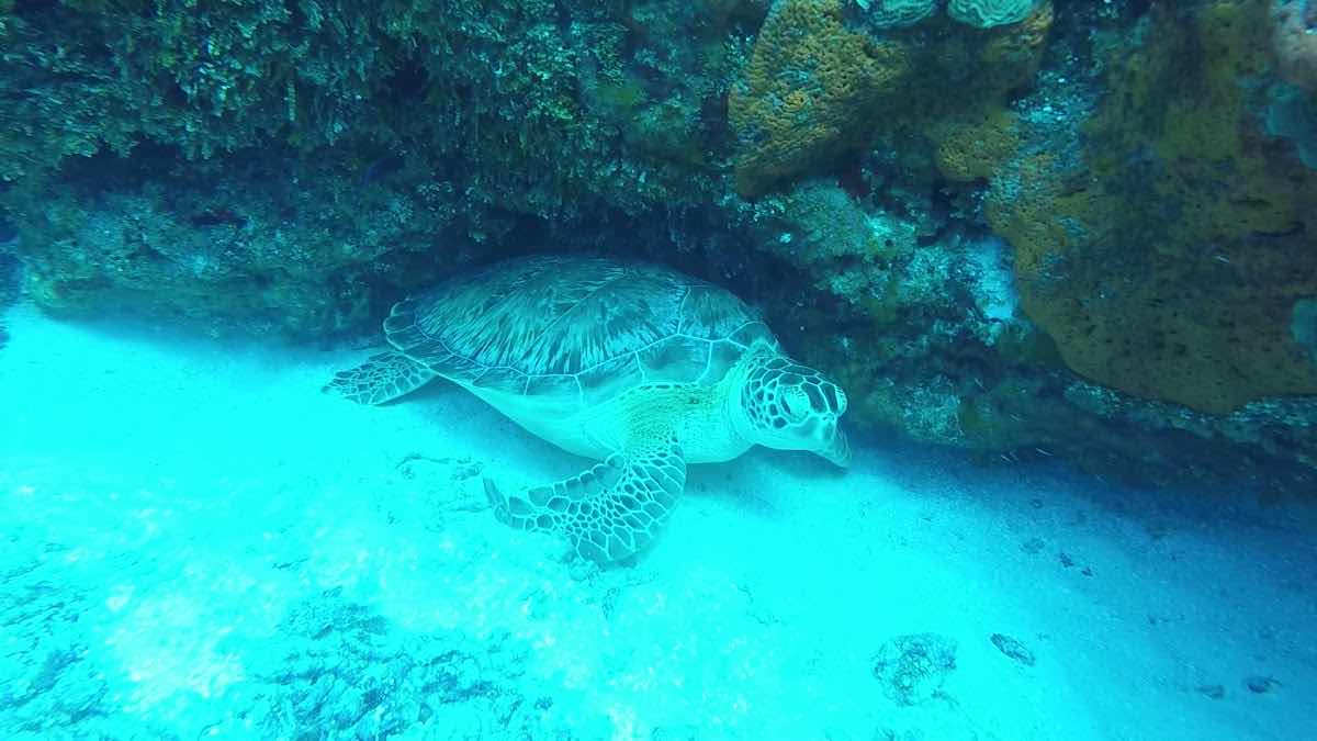 CoKo Divers photo 8