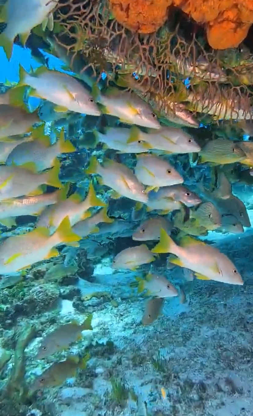 CoKo Divers photo 10