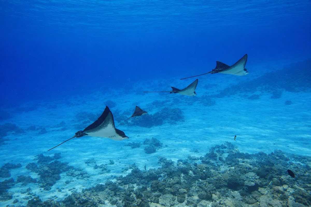 OK Maldives photo 1