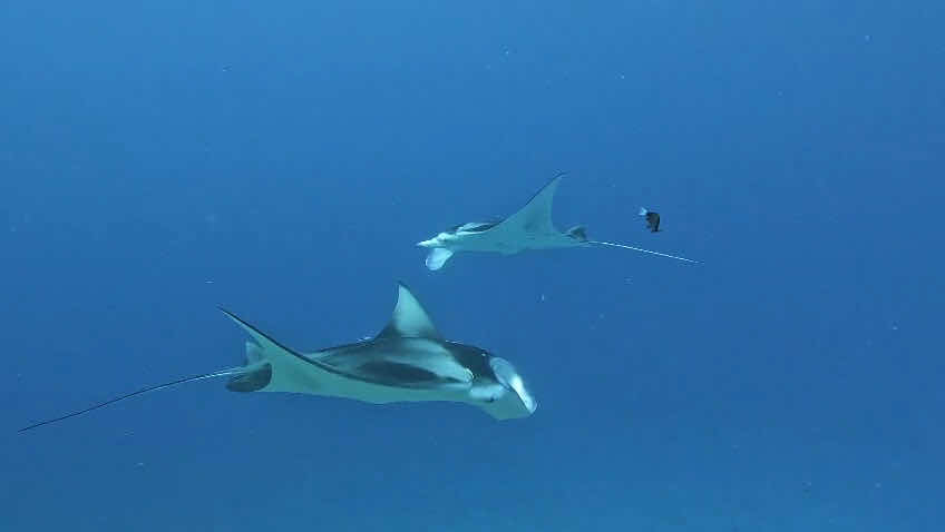 OK Maldives photo 3