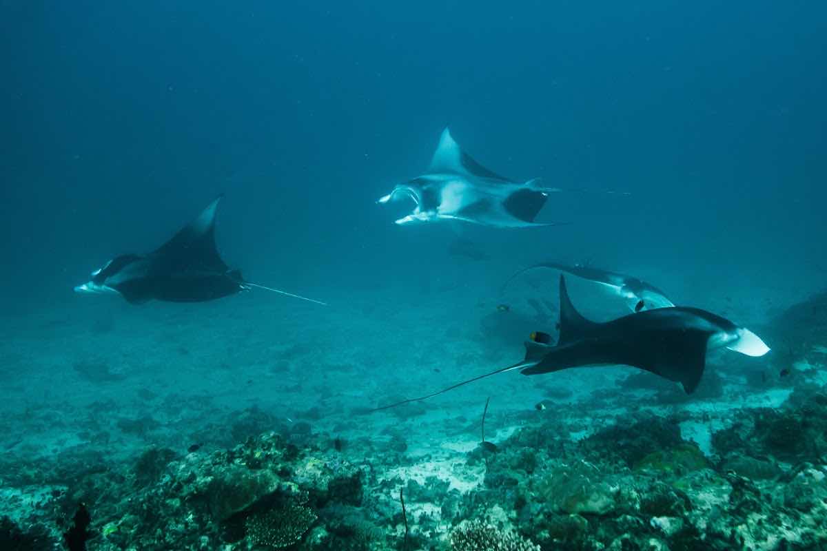 OK Maldives photo 4