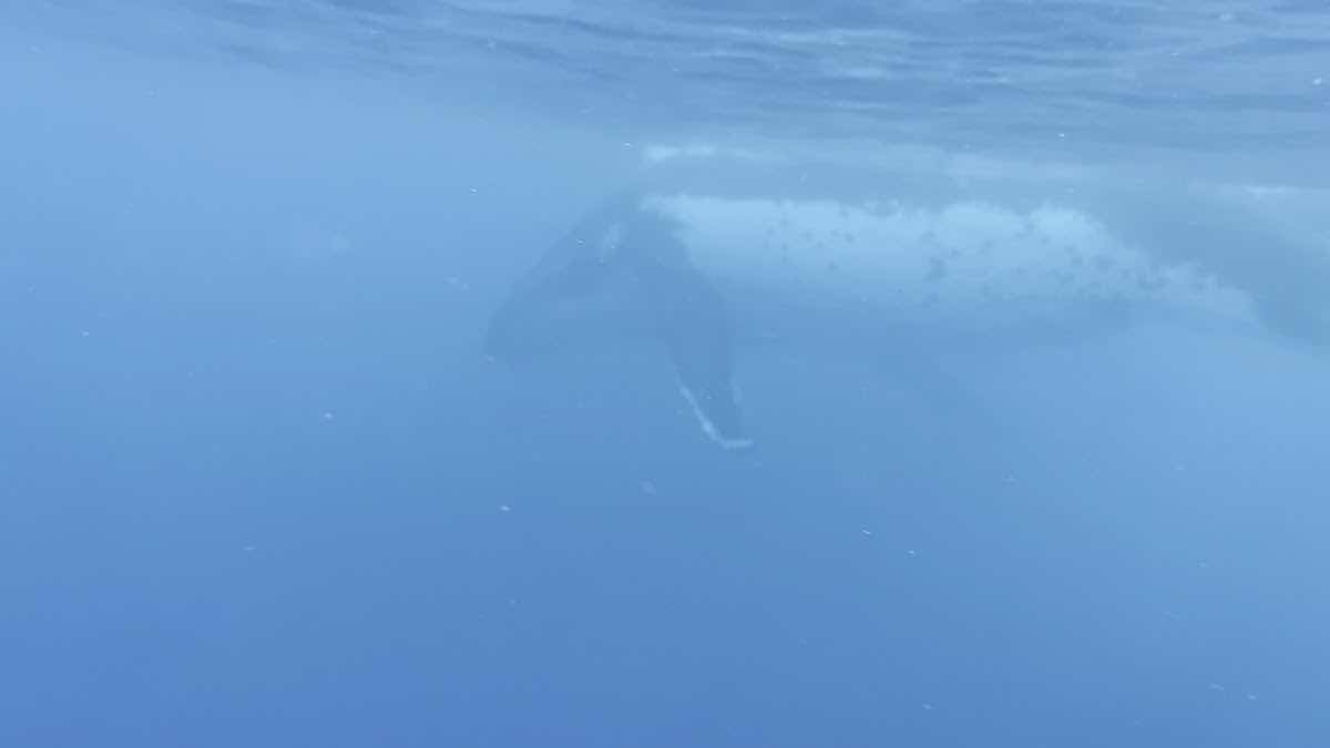 Beluga Diving photo 3