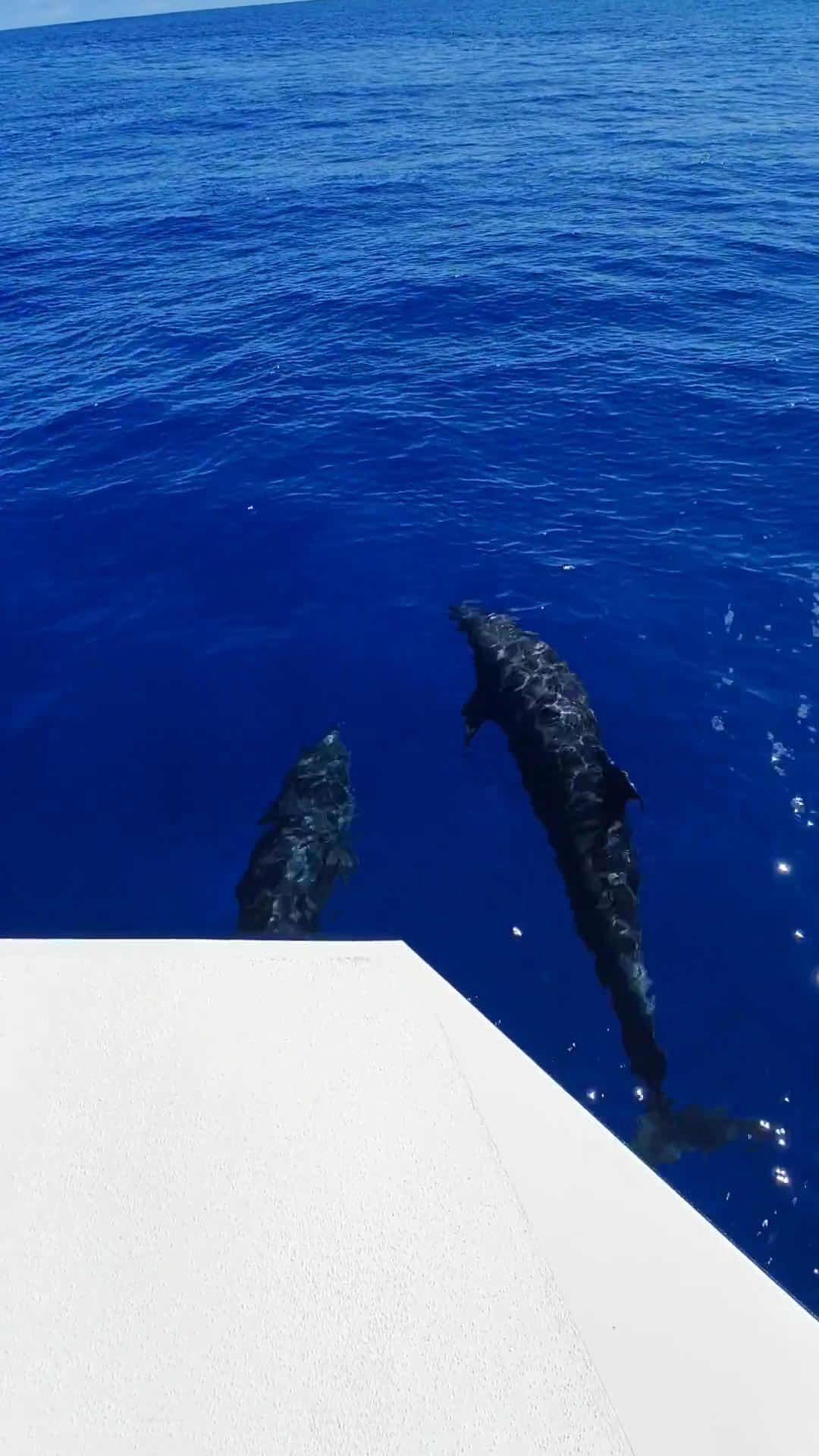 BORA BORA DIVEASY photo 2