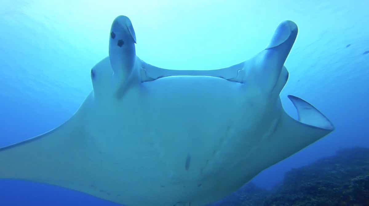 BORA BORA DIVEASY photo 5