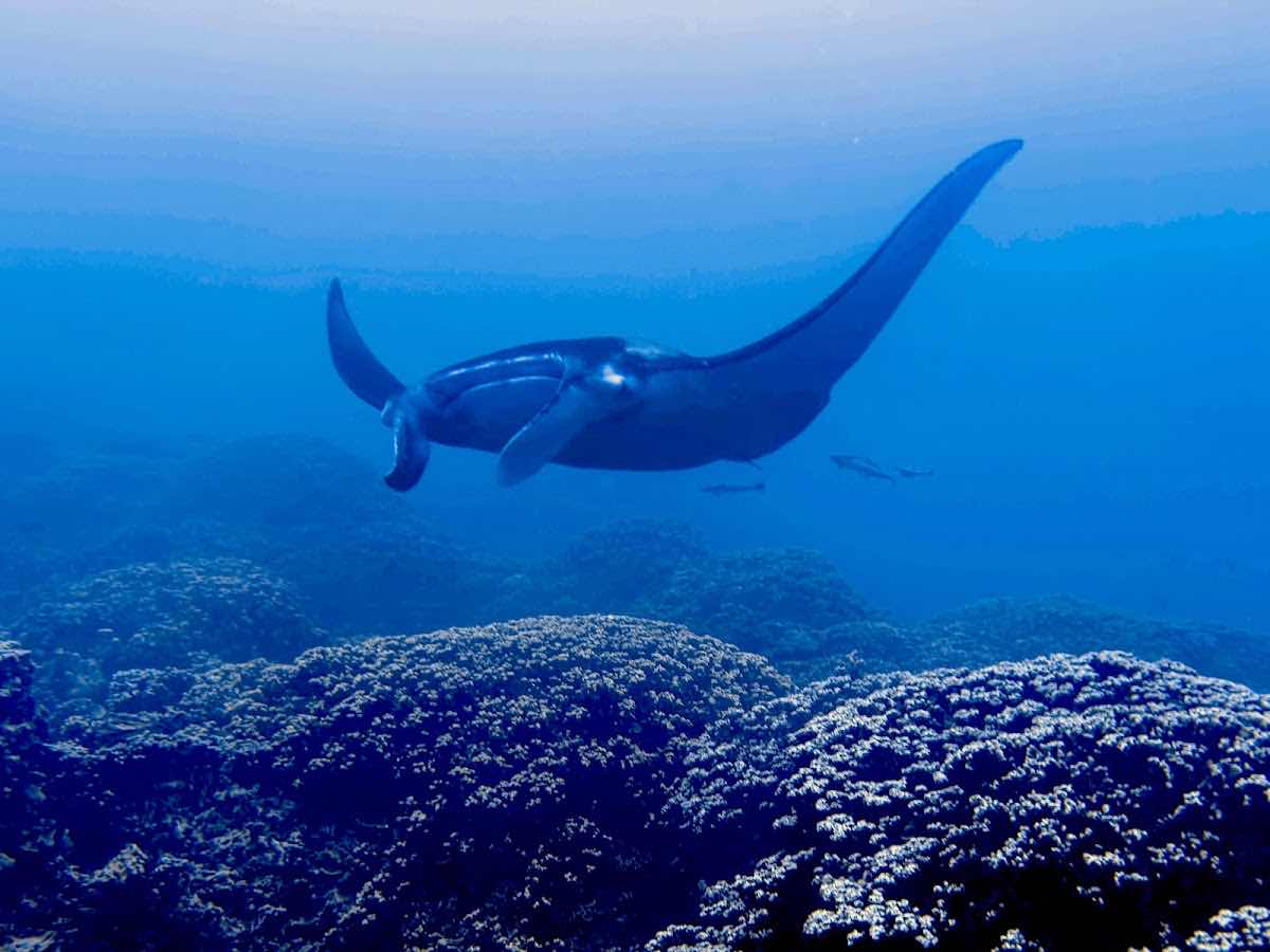 BORA BORA DIVEASY photo 9
