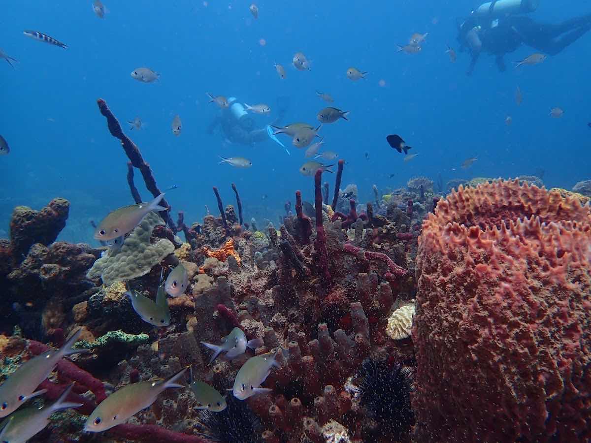 Dive Antilles photo 6