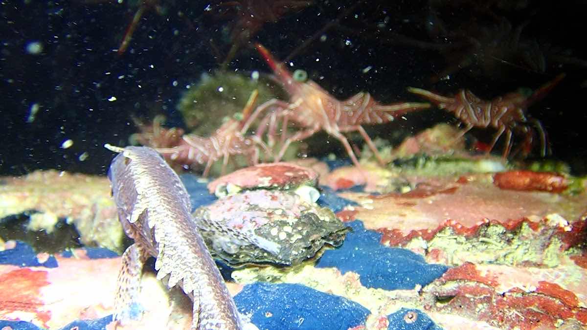 OCEAN 13 SCUBA PADI DIVE RESORT TIOMAN ISLAND photo 9