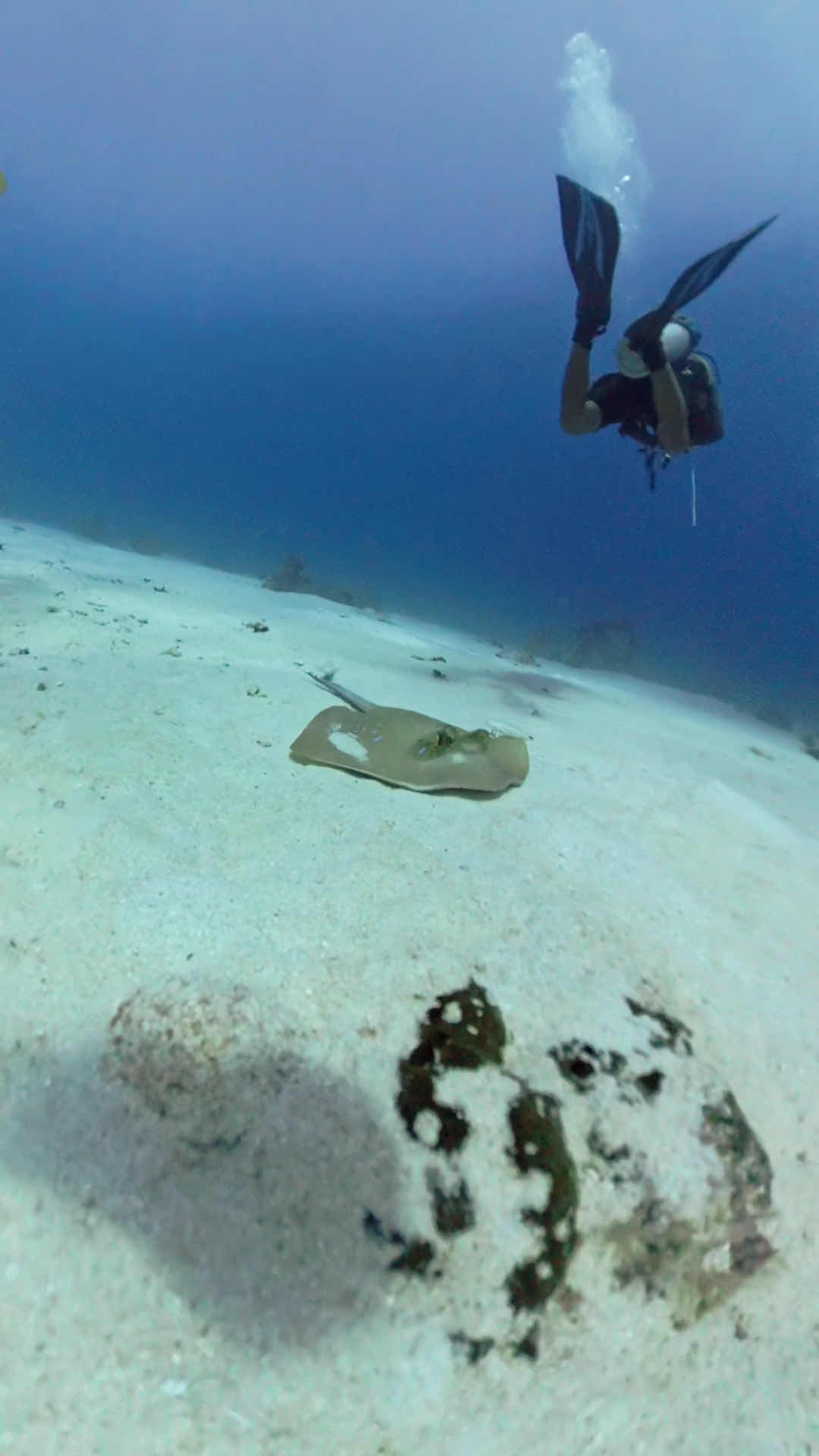 Legend Diving Komodo photo 2