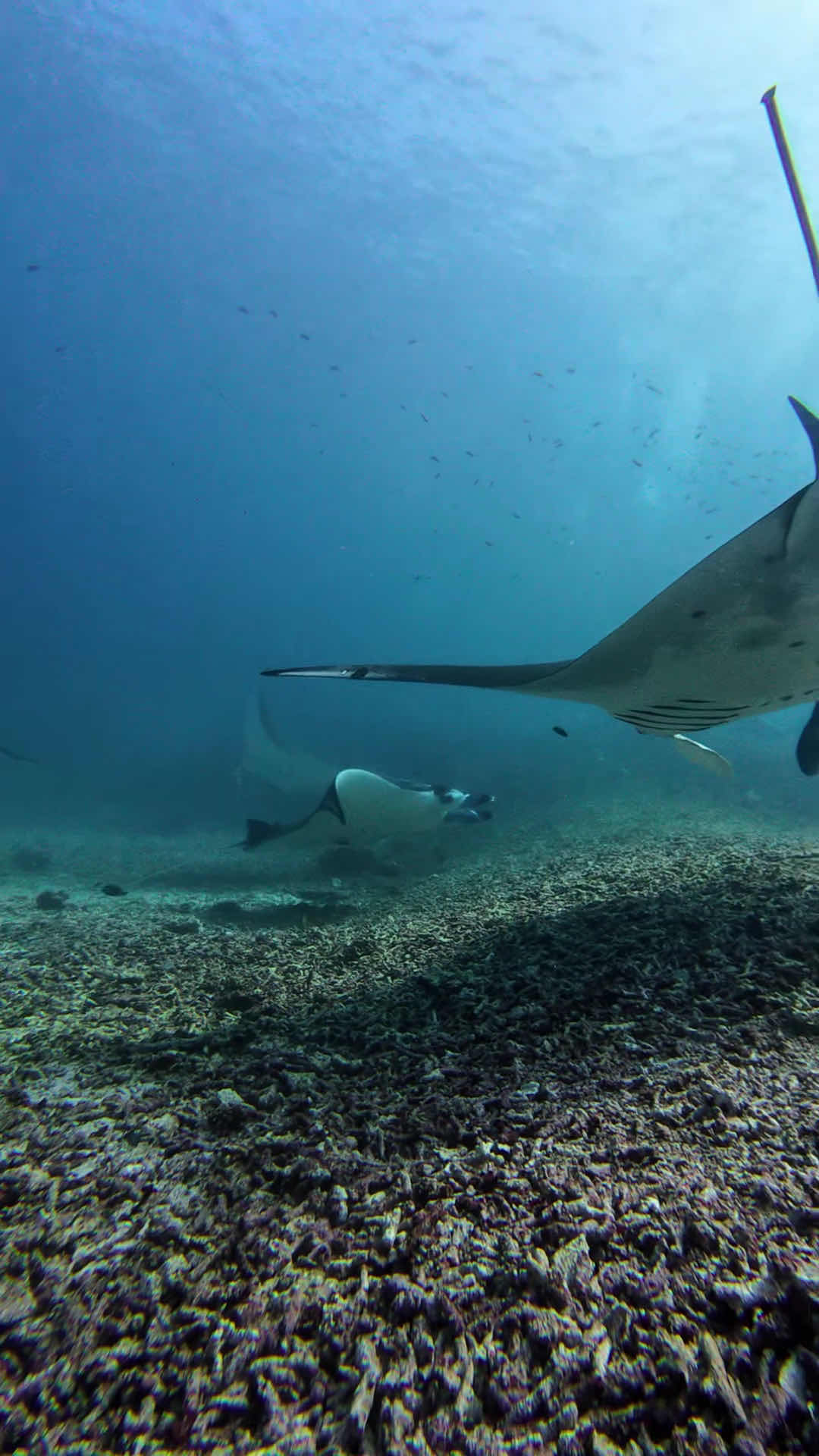 Legend Diving Komodo photo 3