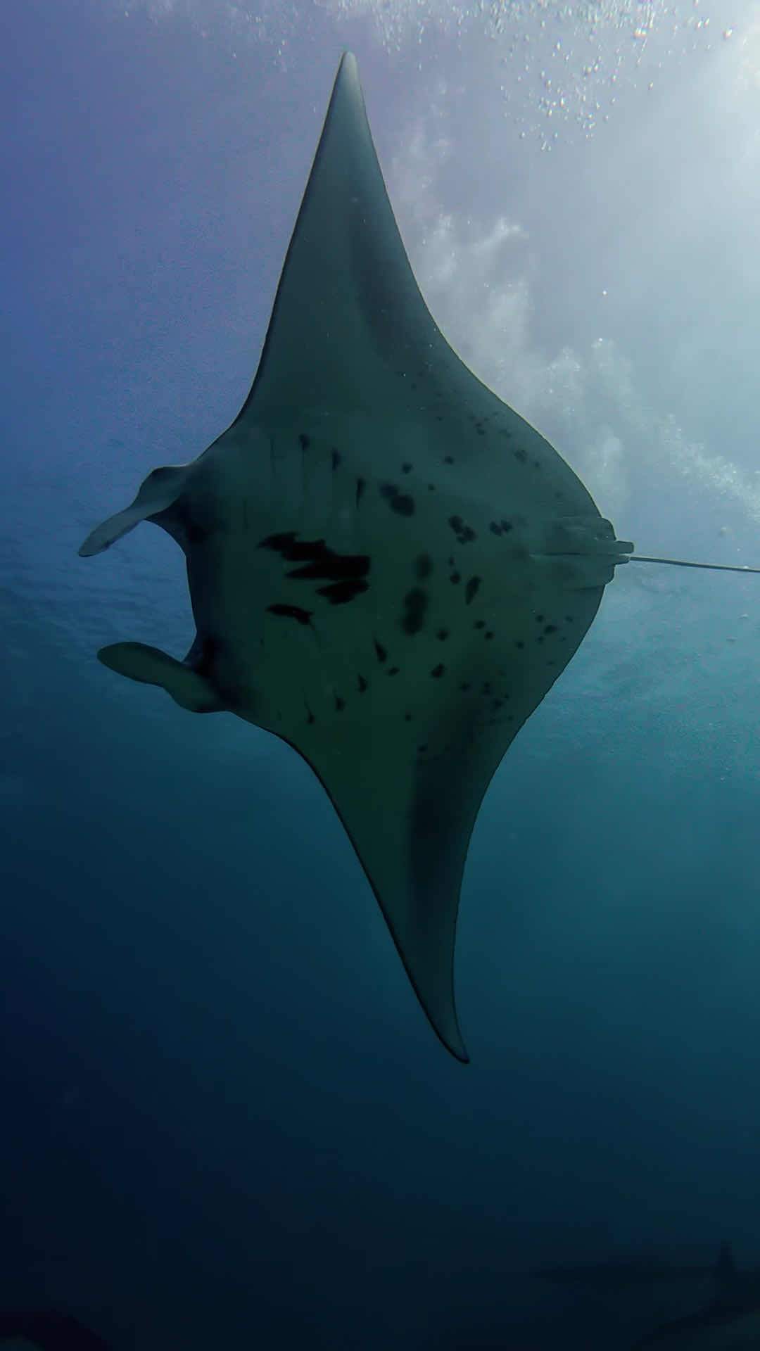 Legend Diving Komodo photo 5