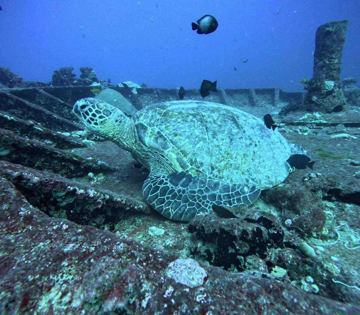 Snorkel And Dive Hawaii photo 2