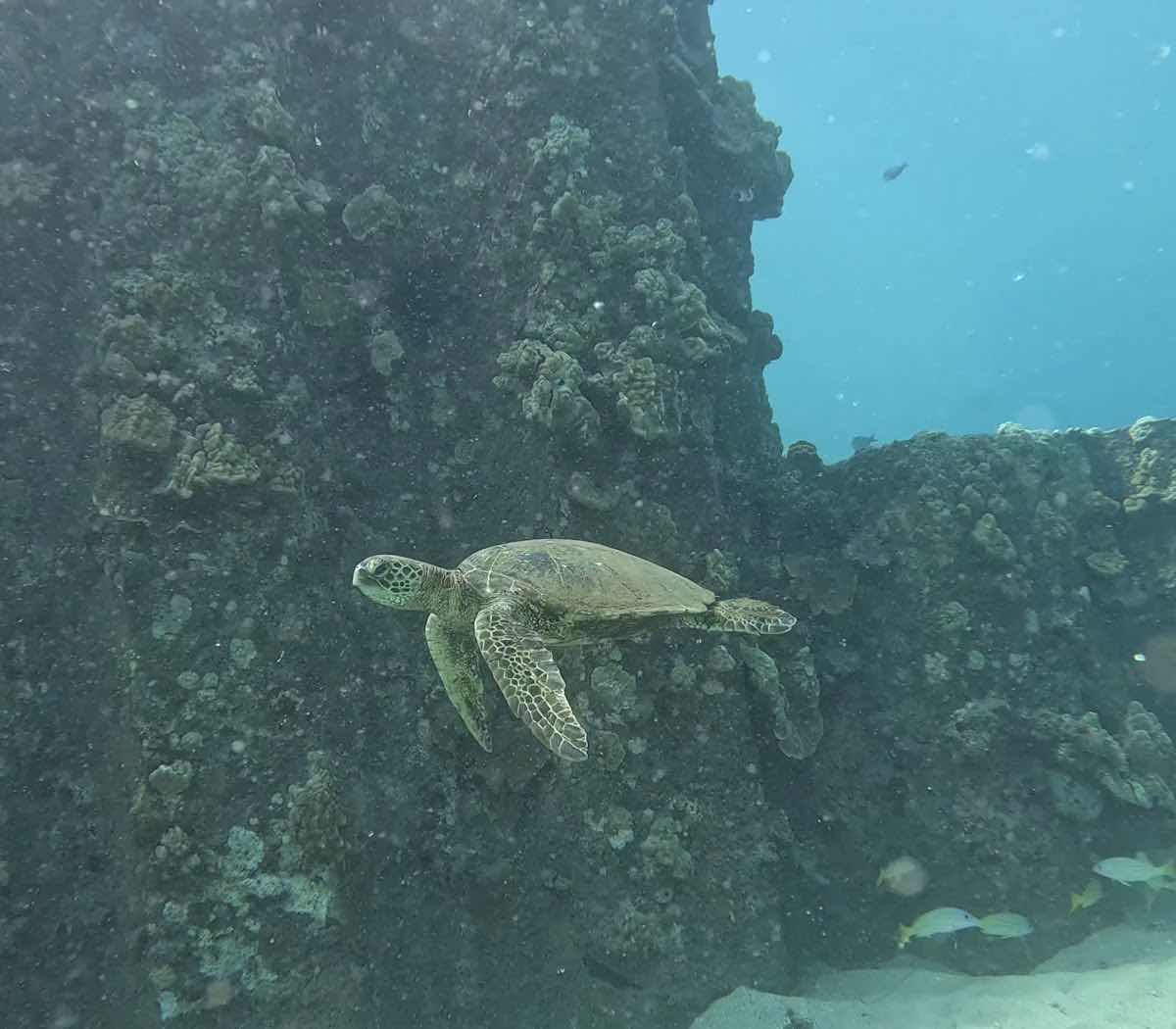 Snorkel And Dive Hawaii photo 3