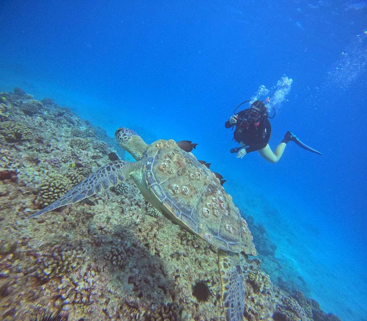 Snorkel And Dive Hawaii photo 4