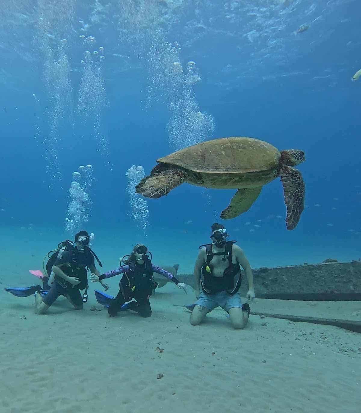 Snorkel And Dive Hawaii photo 10