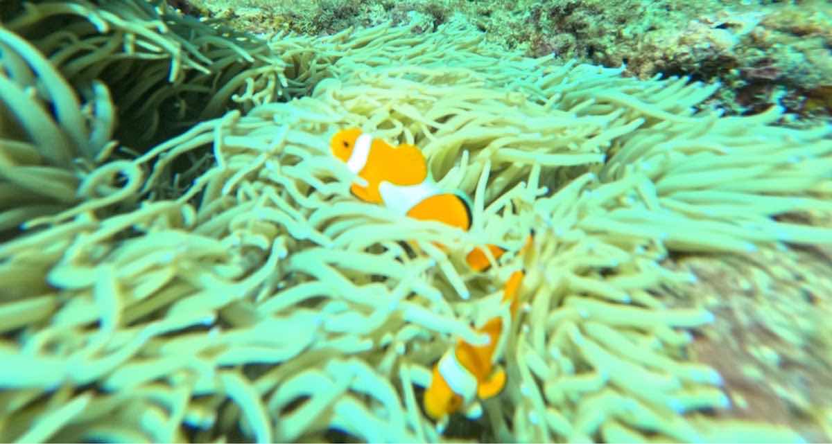 Lapice Marine Sports photo 2