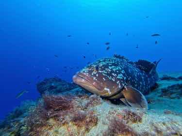 Chill Out Divers photo 3
