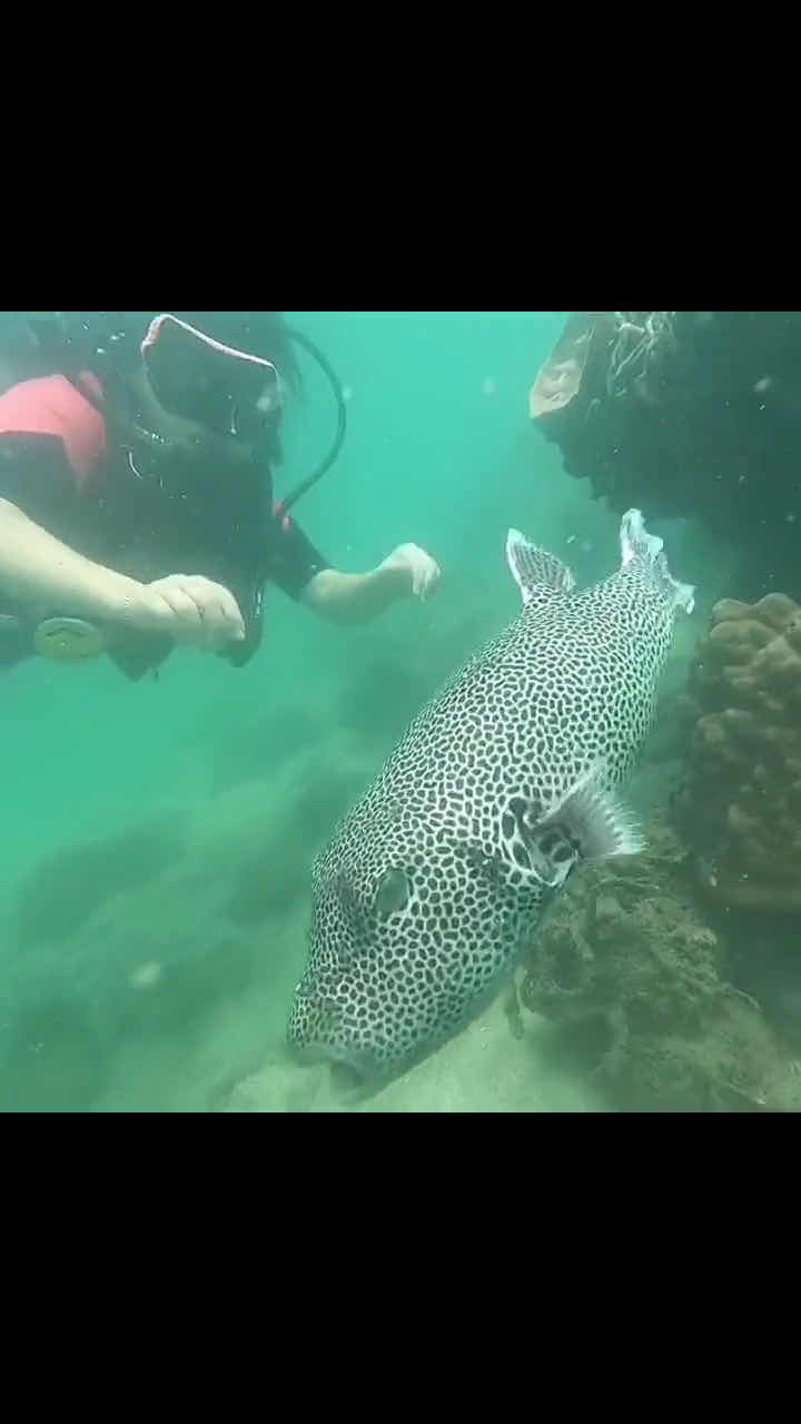 Scuba Nation Diving Centre Cambodia photo 3