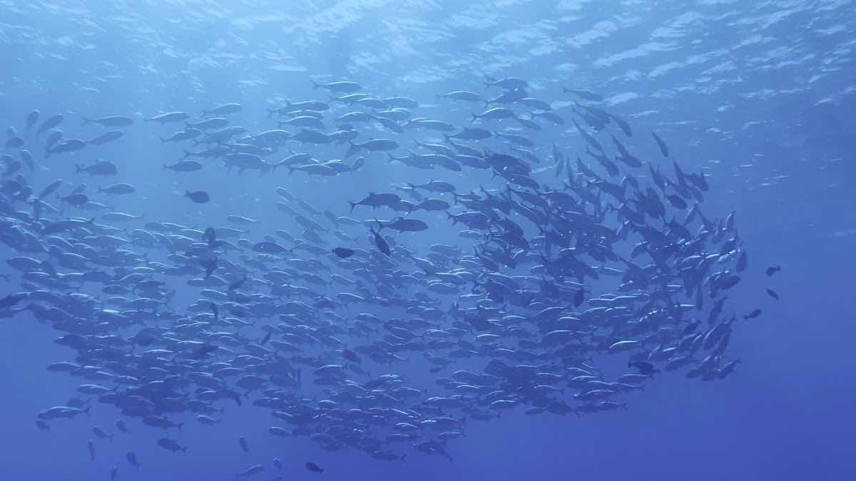 Tikehau plongée Diving center photo 2
